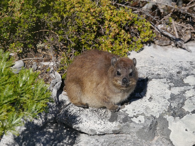 Sten, Hyrax, Natur, Dyr, Vildmark
