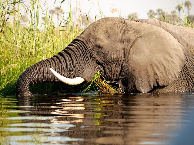 Elefant, Savanne, Vand, Natur, Dyr