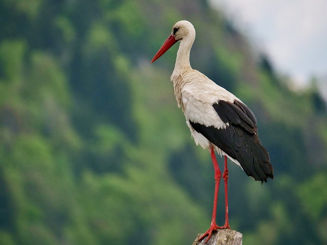 Stork, Fugl, Natur, Skov, Vinget