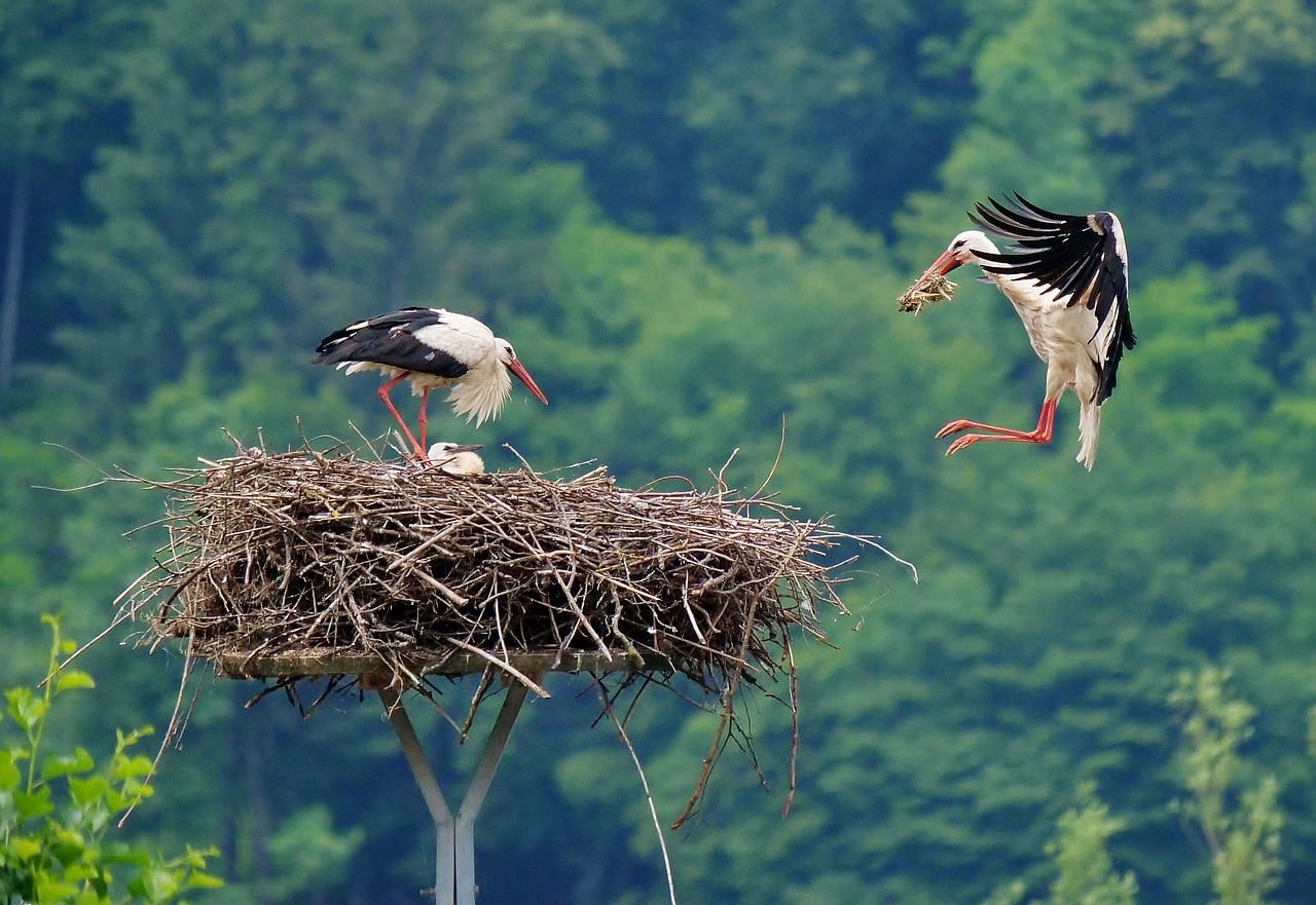 Stork - free online jigsaw puzzle photo