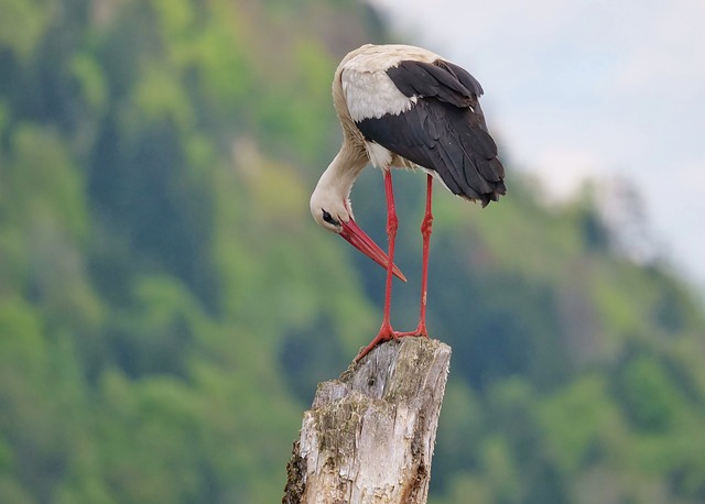 Hvid Stork, Vilde Dyr, Natur, Fugl, Træ