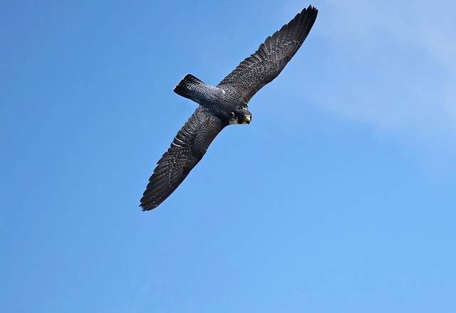 Falk, Rovfugl, Himmel, Flyvende, Fugl