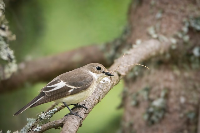 Free Bird Nature photo and picture