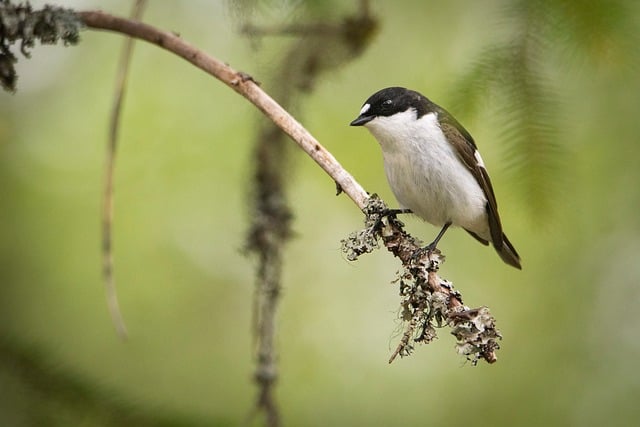 Free Bird Natural Environment photo and picture