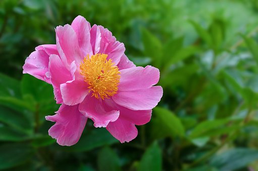 Free Peony Flower photo and picture