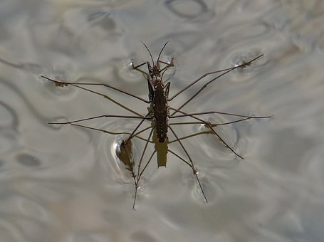 Free Water Strider Insect photo and picture