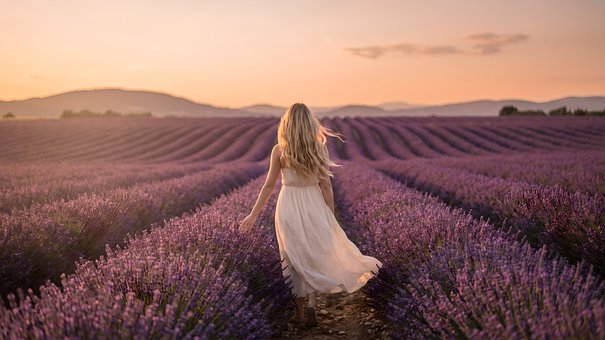 Free Lavender Lavender Field illustration and picture