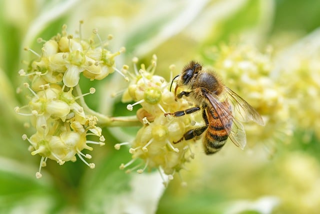 Free Bee Insect photo and picture