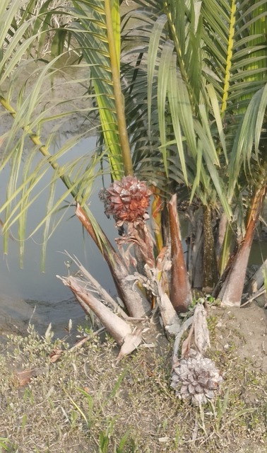 Free Nature Tree photo and picture