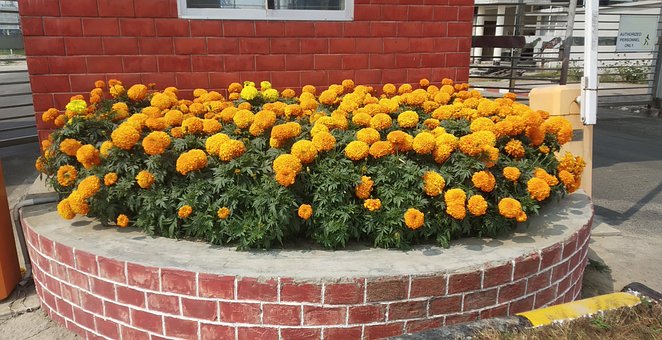 Free Flowers Marigolds photo and picture