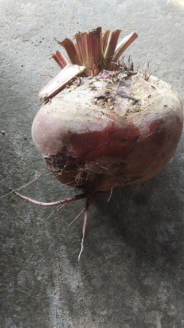 Free Beetroot Vegetables photo and picture
