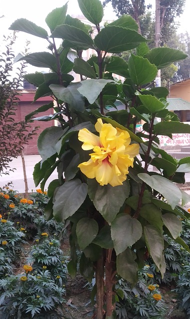 Free Yellow Flower Plant photo and picture