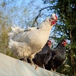 Random: chicken, poultry, black and white, farming, outdoors, nature, sunlight, trees, white chicken, black chicken, chicken crest, group of chickens, looking chicken, standing bird, blue sky, agriculture, sunny day, village, sky