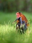 Random: rooster, colorful, rural, green, iridescent, nature, natural, red, grass, field, landscape, outdoors, blue, bird, farm, clay-like, beautiful, animal, brilliant, pride, majestic