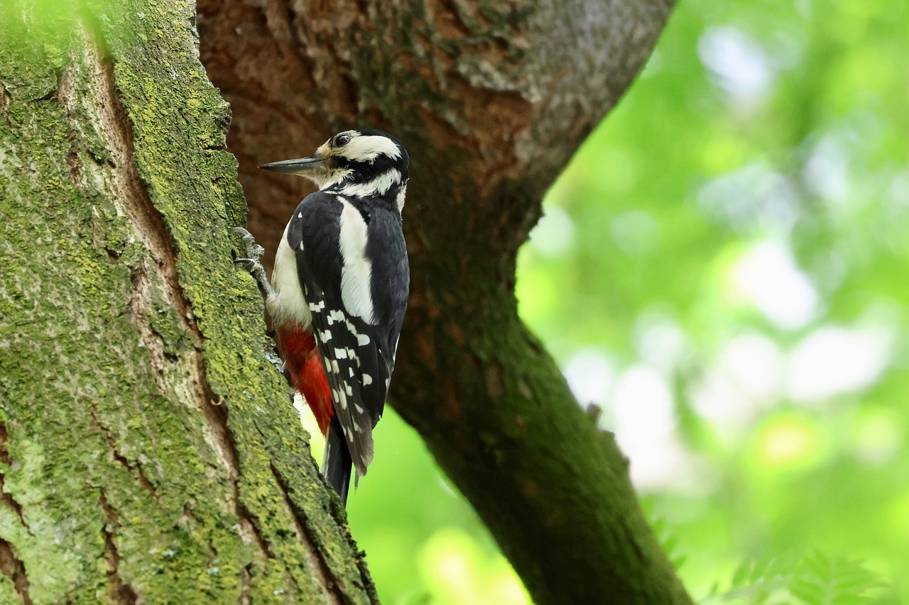 Woodpecker - free online jigsaw puzzle photo