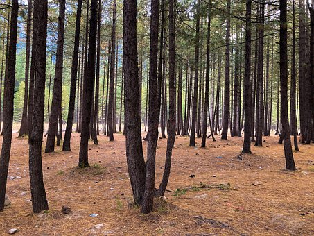 Wald, Natur, Holz, Landschaft, Dschungel