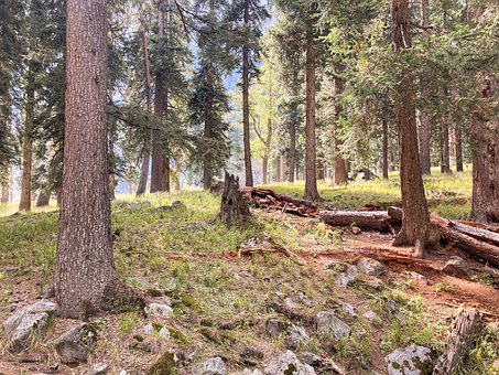 Wald, Bäume, Baumstumpf, Stämme