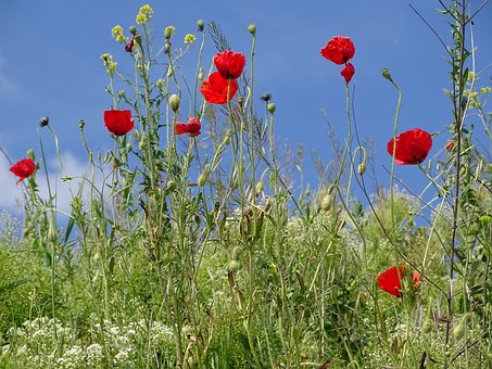 Valmue, Rød, Natur, Blå Himmel, Sommer