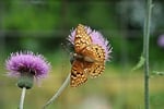 Random: butterfly, flower, nature, summer, pollination, butterfly wings, purple, beauty, insect, macro, striped, wings, nature's wonders, thorn, garden, serenity, ecosystem, natural, outdoors