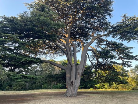 Free Tree Forest photo and picture