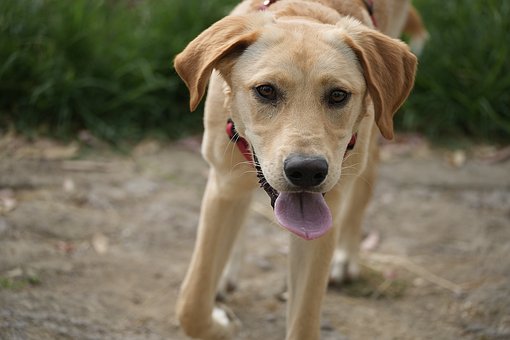Cachorro, Labrador-Retriever