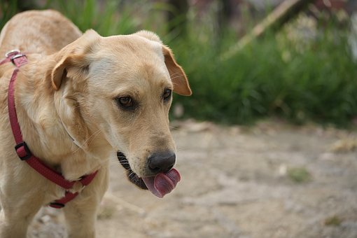 Cachorro, Retriever, Golden Retriever