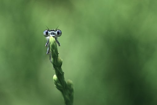Libelle, Makrofotografie