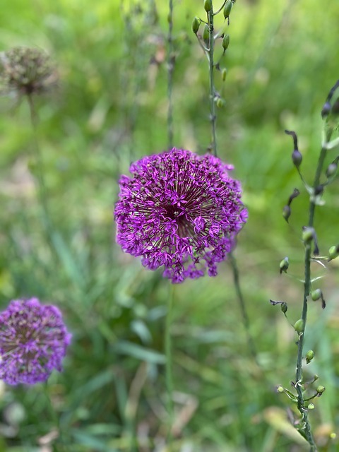 Flor, Alium, Roxo, Verão, Natureza