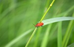 Random: beetle, insect, red, leaf, nature, macro, macro photography, green, fauna, detail, natural habitat, photography, beautiful, outdoors, sky, direction, ecology, biology, decoration, clean