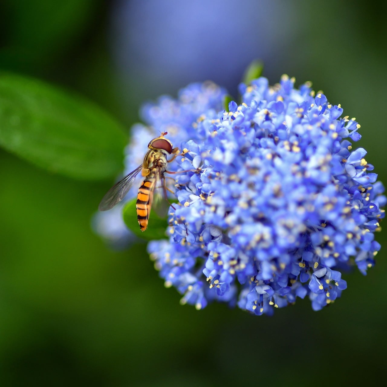 Hoverfly - free online jigsaw puzzle photo