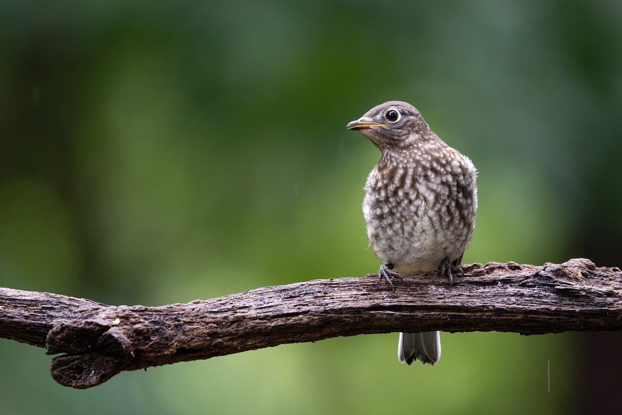 Spring Fledging Fledgling Young Spring - Free photo on Pixabay