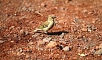 Random: bird, nature, chaffinch, animal kingdom, fauna, songbird, earthy, rocky surface, brown, ground habitat, foraging, stone texture, rural environment, song, ornithology, wing, feathers, wildlife, observation