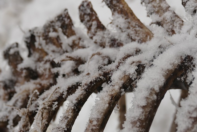 Free Bone Snowy photo and picture