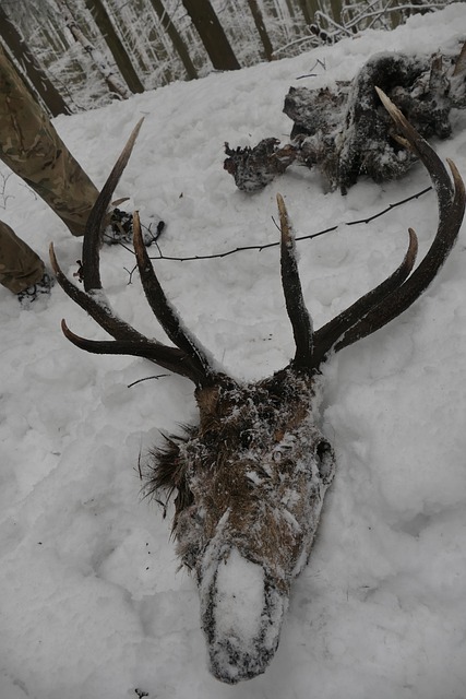 Free Deer Nature photo and picture