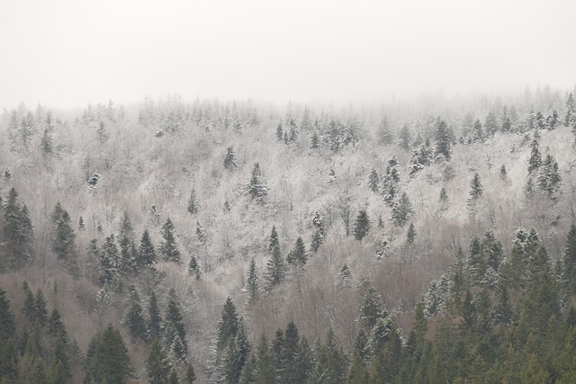 Free Fog Forest photo and picture