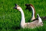 Random: goose, laptop wallpaper, grass, wild, bird, nature, animal, 4k wallpaper, wild goose, free background, environment, two, full hd wallpaper, sitting, pair, traditional, feathers, wings, free wallpaper, windows wallpaper, wallpaper hd, front view, cool backgrounds, green, hd wallpaper, desktop backgrounds, wallpaper 4k, mac wallpaper, beautiful wallpaper, slate gray, background, neck, 4k wallpaper 1920x1080, beak