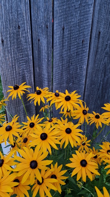 Free Flowers Yellow Flowers photo and picture