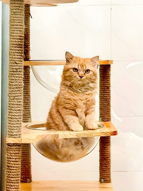 Free Cat Persian Cat photo and picture