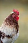 Random: rooster, poultry, outdoors, head, red comb, feathers, portrait, profile, nature, male, brown, distinct feature, beak, close-up, wild, detail, animal, comb, eyes, wattle