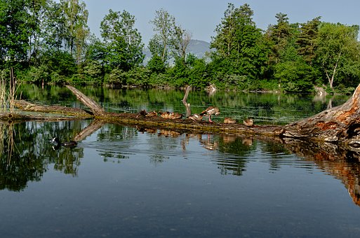 Free Nature Wildlife photo and picture