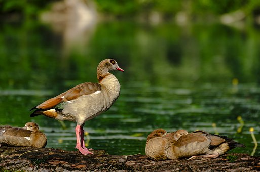 Free Egyptian Goose Nature photo and picture