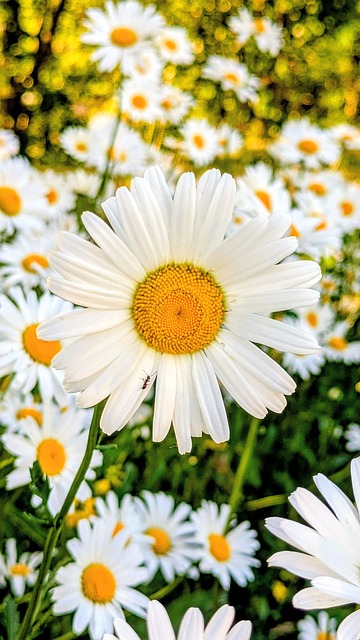 Kamille, Natur, Blumen, Wiese, Sommer