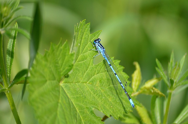 Free Damselfly Azure Damselfly photo and picture
