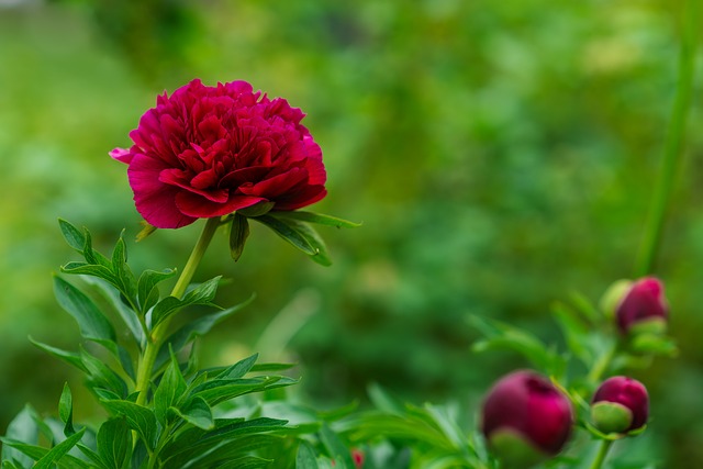 Free Flower Peony photo and picture