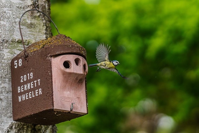 Free Bird Nature photo and picture