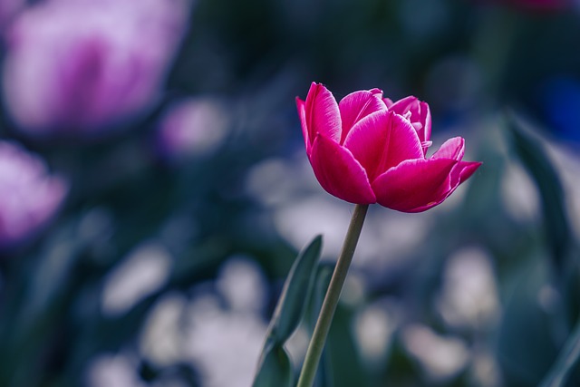Free Flower Tulip photo and picture