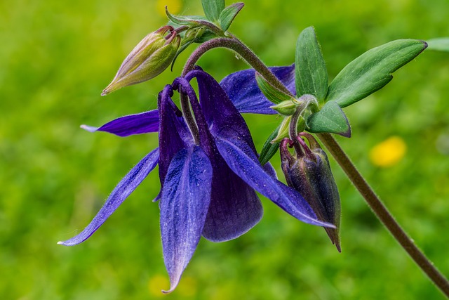 Free Nature Purple photo and picture