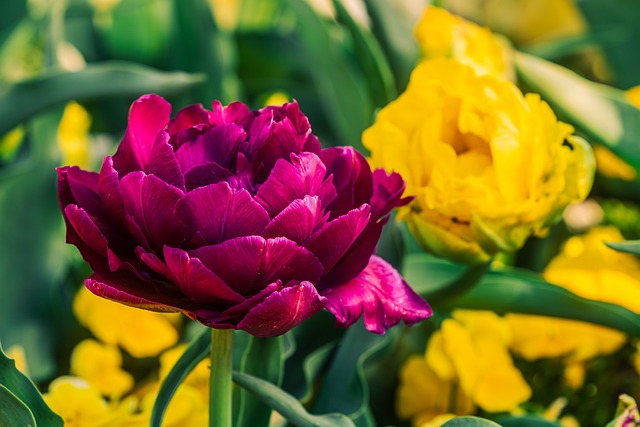 Free Tulip Spring photo and picture