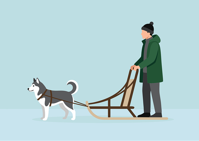 Trineo, Mushing, Perro, Invierno, Ártico