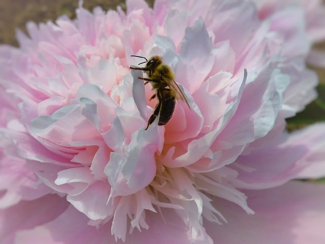 Free Peony Bee photo and picture